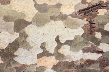 closeup of peeling off platanus tree bark