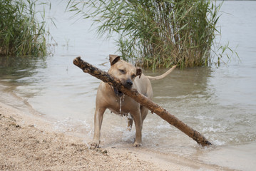 Speelse blije hond, Amerikaanse Staffordshire terrier, speelt in het water met grote stok