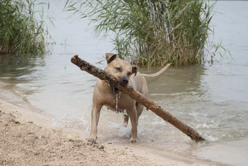 Fototapeten Speelse blije hond, Amerikaanse Staffordshire terrier, speelt in het water met grote stok © monicaclick
