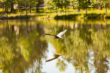 lake bird