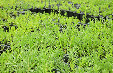 Lawendy w doniczkach leżące na słońcu © markstudio2008