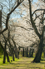 Obraz premium Cherry blossom in a park