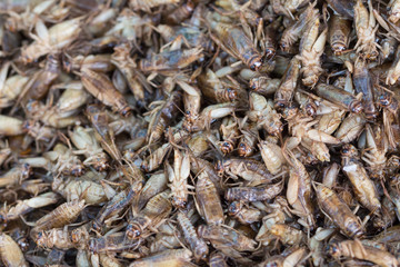 Fototapeta premium Fried insects on the Thai market closeup