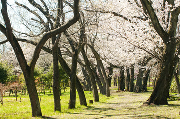 Cherry blossom in a park