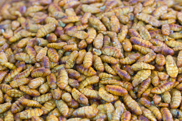 Fried in oil silkworm larvae close up
