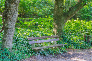 park bench with overgrown ivy and a trashcan
