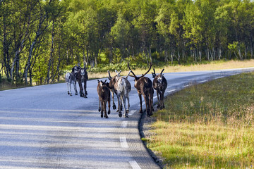 Reindeers in natural environment, Roros region, Northern Norway