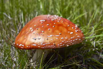 Young fly agaric fruit body