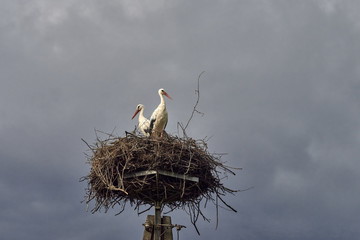 Stork family in the nest