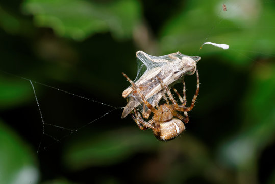 Garden spider, Cross  spider, Araneus diadematus