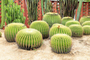 Fototapeta na wymiar golden ball cactus