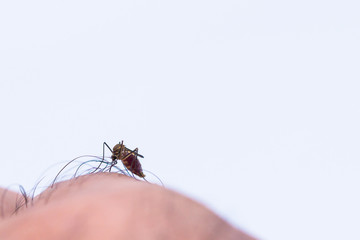 mosquito sucking human blood