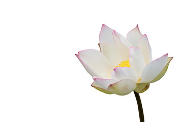 white water lily flower (lotus) and white background. The lotus
