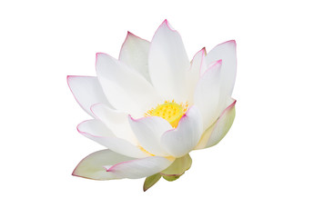 fleur de nénuphar blanc (lotus) et fond blanc. Le lotus