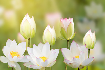 white water lily flower (lotus) and white background. The lotus