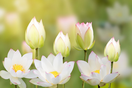 Fototapeta white water lily flower (lotus) and white background. The lotus
