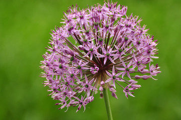 Spring flowers in full bloom close up