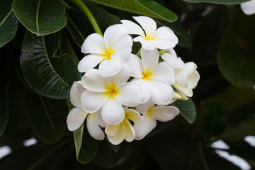 Plumeria flowers (plumeria).frangipani tropical flower
