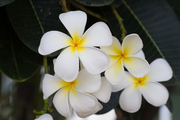 Fototapeta na wymiar Plumeria flowers (plumeria).frangipani tropical flower