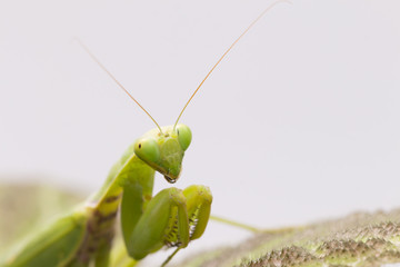Female European Mantis or Praying Mantis, Mantis religiosa, on l