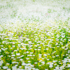 Fototapeta premium Chamomile blooming. A summer field full of daisies. Square background with white flowers