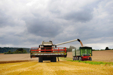 Abladen des Getreides vom Mähdrescher auf einen Anhänger, bewölkter Himmel