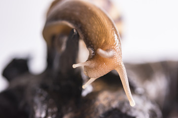 snails macro