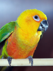 Jenday Conure, Jandaya Parakeet, Aratinga jandaya, 6 month old female