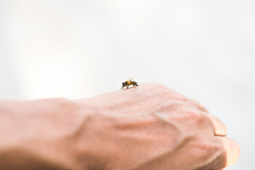 Bee On Hand