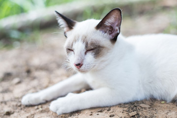 Naklejka na ściany i meble White Thai Cat
