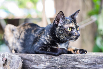 Thai Cat