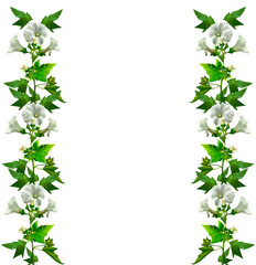 Naklejka premium mallow flowers isolated on white background