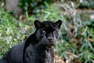 Abwaschbare Fototapete Panther Jaguar