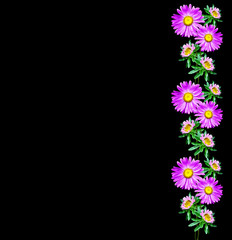  Michaelmas daisy flowers isolated on black background