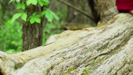 Feet of woman walking across log in nature.