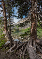 Gnarly Pine Roots along Shore of Grinnell Lake