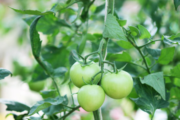 Green Tomatoes in a garden
