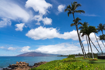 Palm trees on the sea shore of Maui island, Hawaii