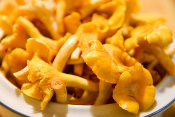 chanterelle mushroom's