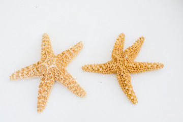Two natural sea stars on a light background