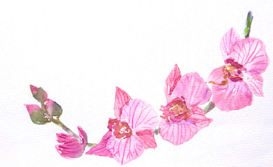 Branch of pink orchid on white, watercolor illustrator