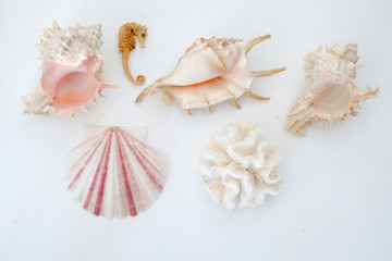 Various types of sea shells and a sea horse isolated on white
