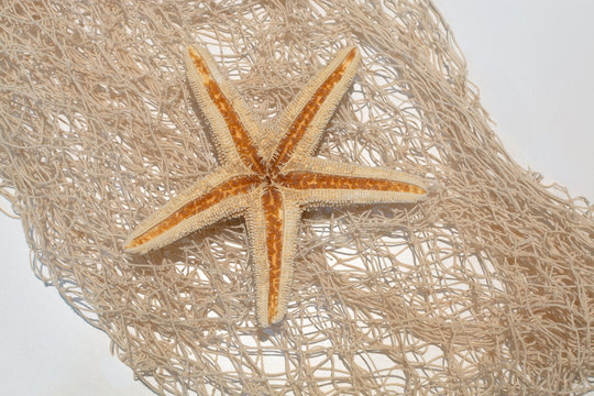 Sea star on a netting background - concept of beach stationery or greeting card