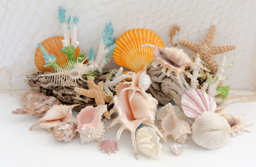 Arrangement of natural sea shells and coral on a light background