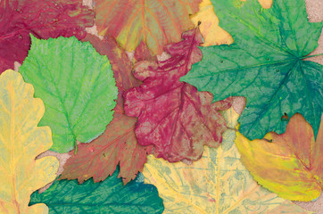 painted fall leaves composition