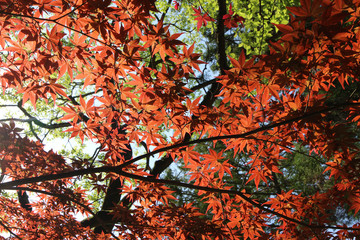 もみじの木 / もみじの木