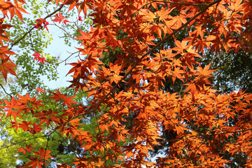 もみじの木 / もみじの木