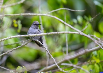 Allen's hummingbird (Selasphorus sasin)