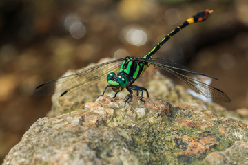 Dragonfly close up eyes, insect,animal.