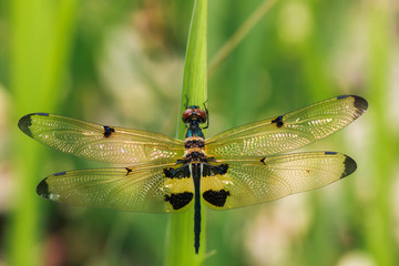 Dragonfly , insect,animal.